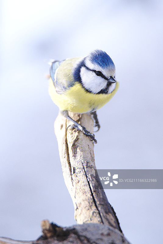 蓝山雀肖像图片素材