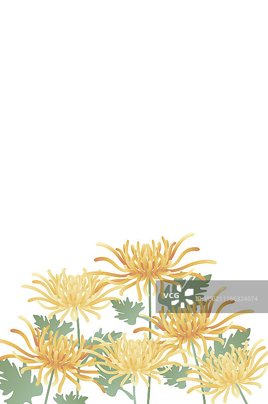 一欉菊花图片素材