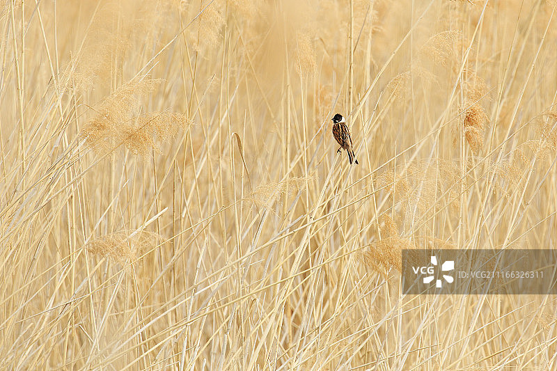 苇鹀栖息于芦苇之上图片素材
