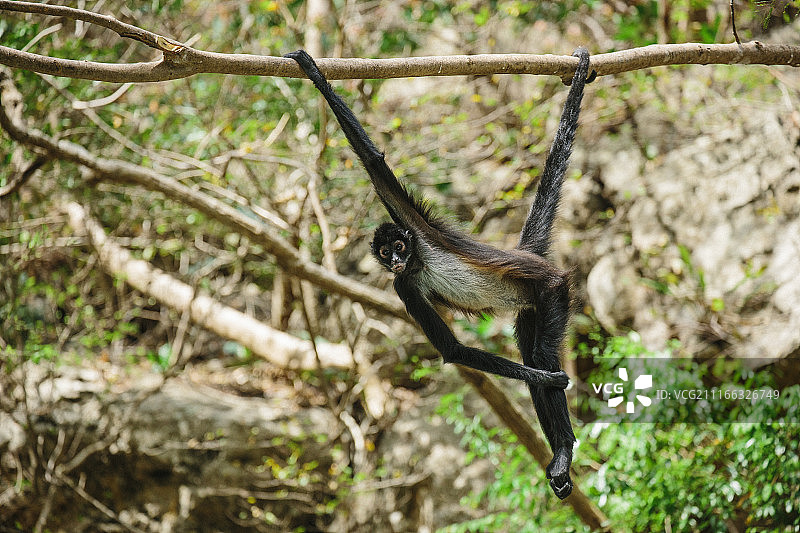 莫诺蜘蛛图片素材