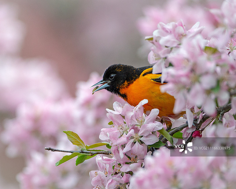 美味佳肴图片素材
