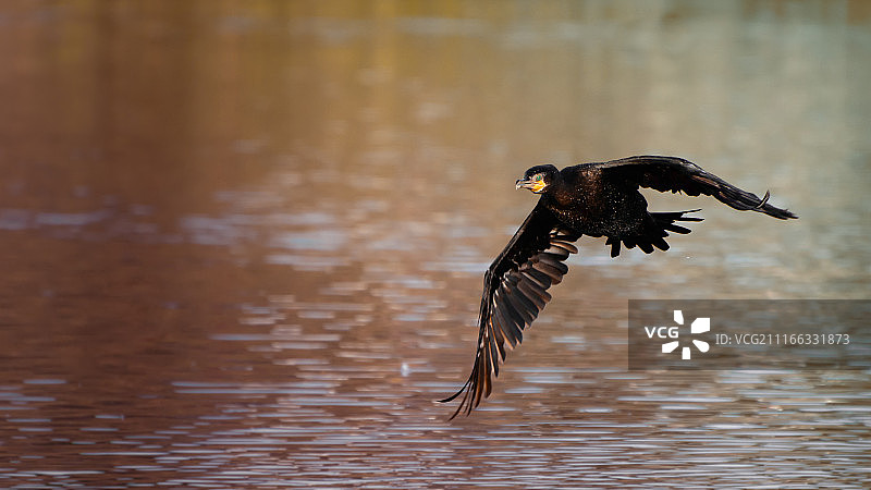 飞行表演图片素材