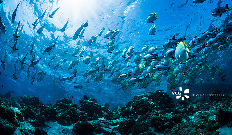 蝙蝠鱼图片素材