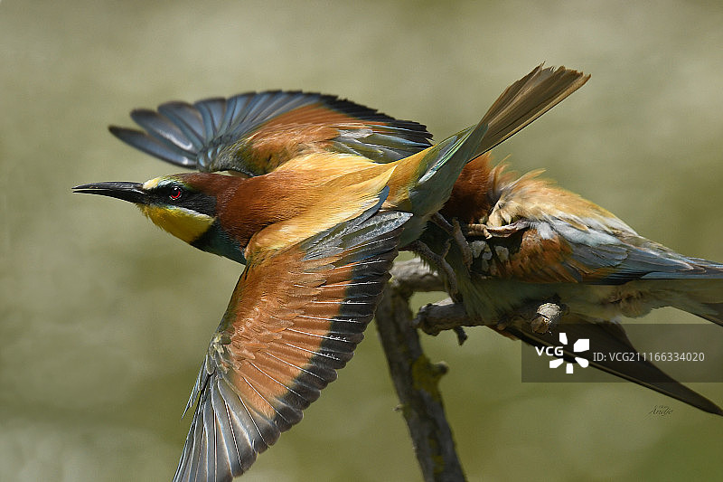 飞行中的克罗米图片素材