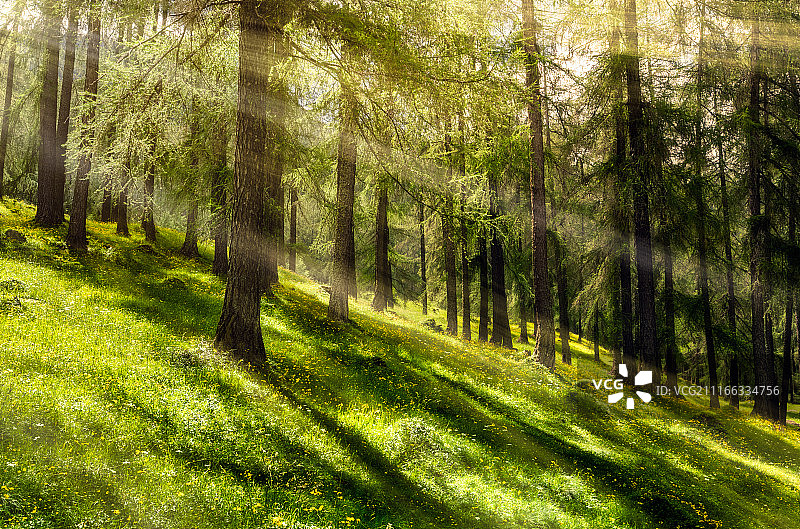 Boscobello图片素材