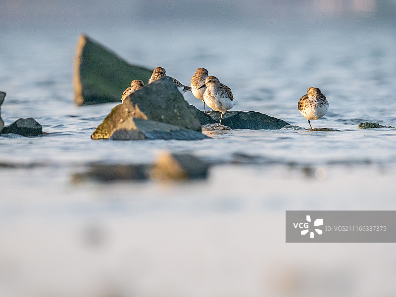 半蹼滨鹬图片素材