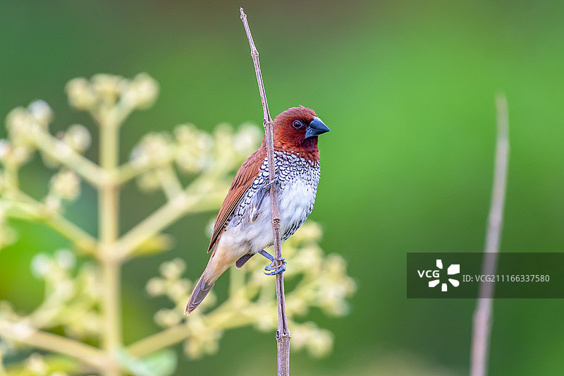 撑杆跳麻雀图片素材