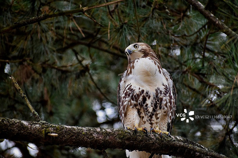 红尾鹰图片素材