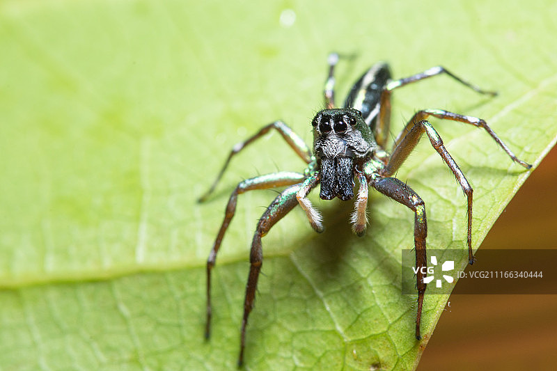 微距拍摄绿叶上的蜘蛛图片素材