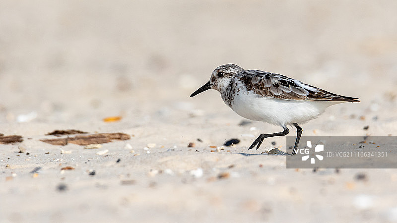 摄影图像图片素材