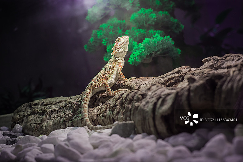 岩石上的 Agama 蜥蜴图片素材