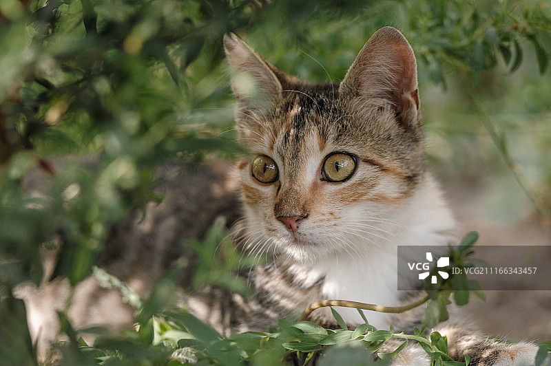 在灌木丛中的猫图片素材