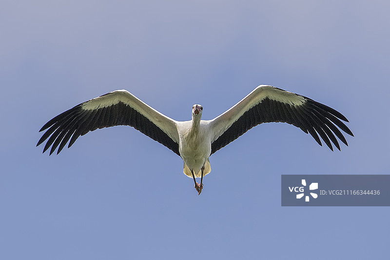 奇科尼亚比安卡图片素材