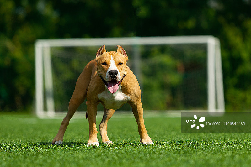 夏日里的美系斯塔福梗犬图片素材