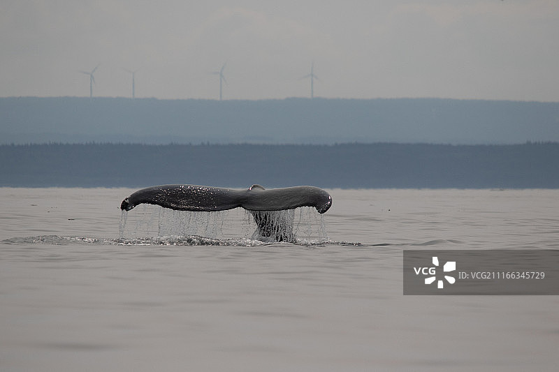 加拿大鲸鱼图片素材
