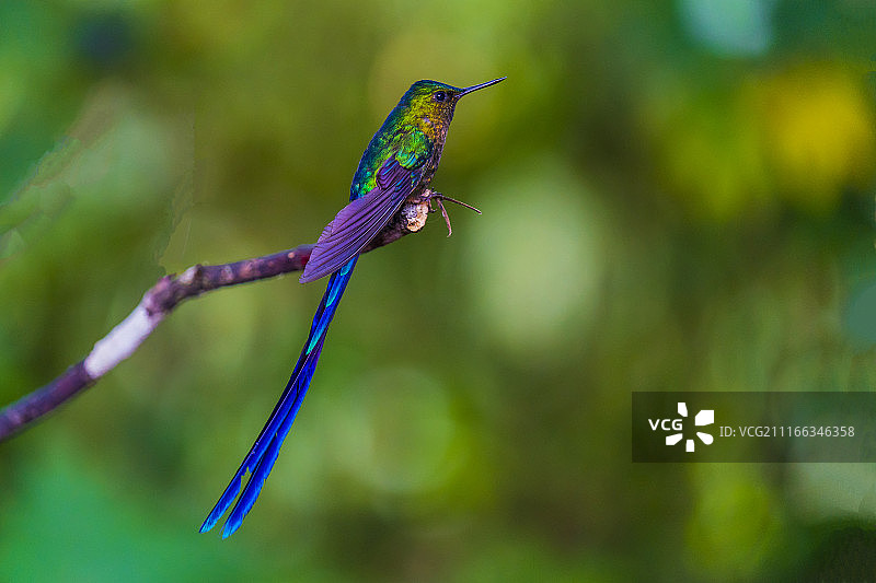 紫领金属尾蜂鸟图片素材