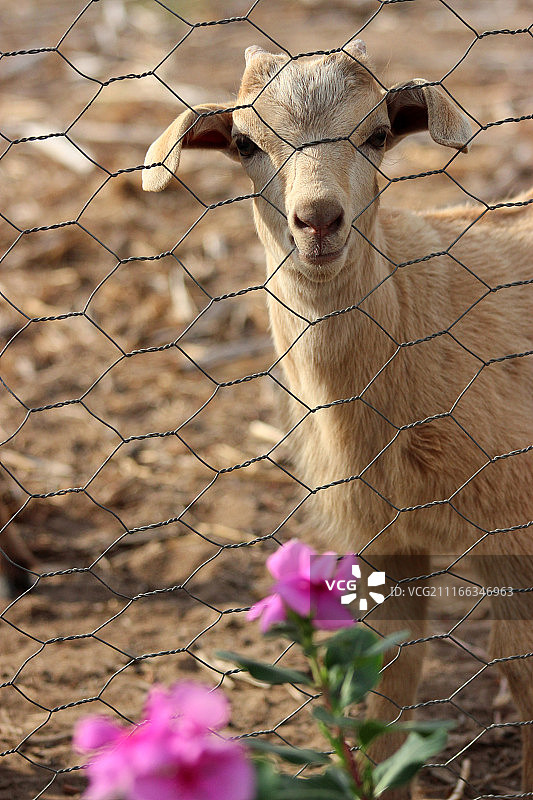 小羊观看图片素材