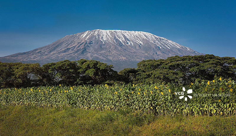 乞力马扎罗山与向日葵图片素材