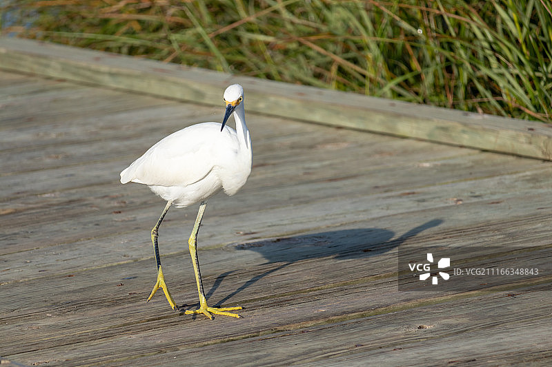 大白鹭：在码头上漫步图片素材