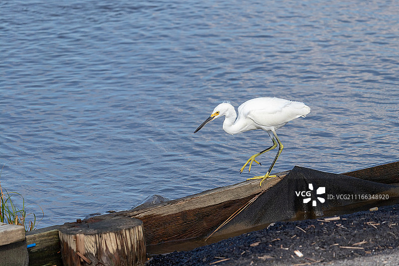准备捕鱼的雪鹭图片素材