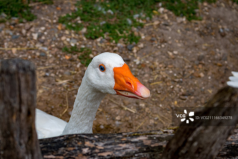 蓝色的眼睛图片素材