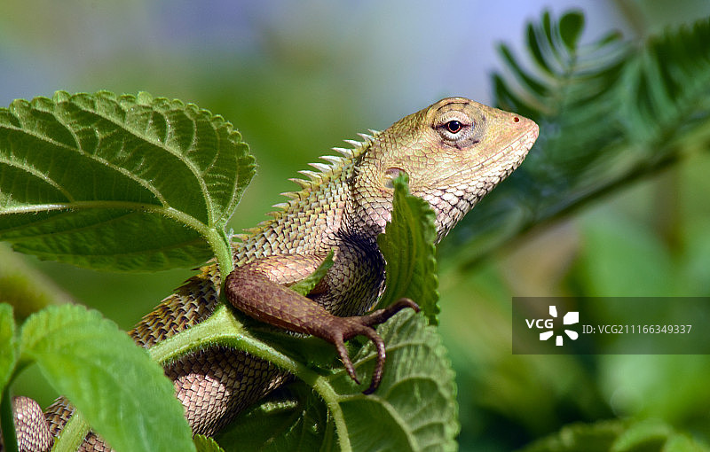 印度康纳格尔图片素材