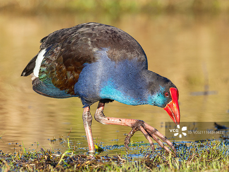 紫水鸡图片素材
