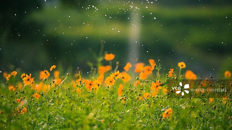 小雨中的野花景色图片素材