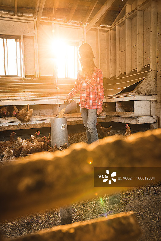 女农民喂养母鸡图片素材