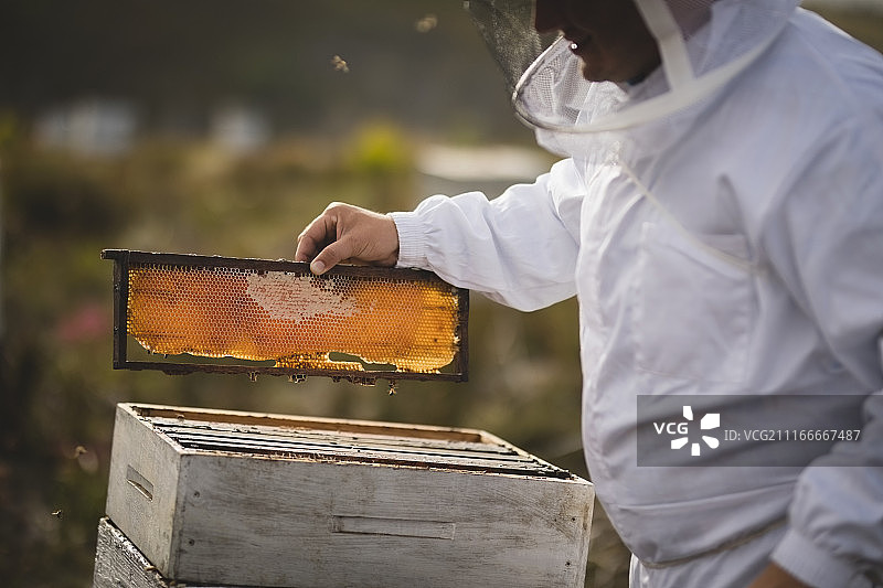 养蜂人在养蜂场检查蜂箱框架图片素材