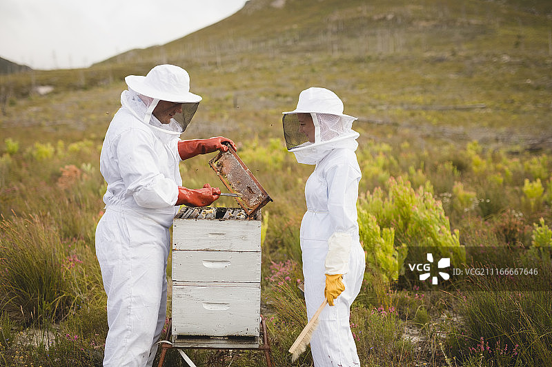 养蜂人在田间蜂箱劳作图片素材