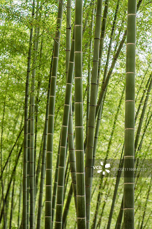 安徽木坑竹海图片素材