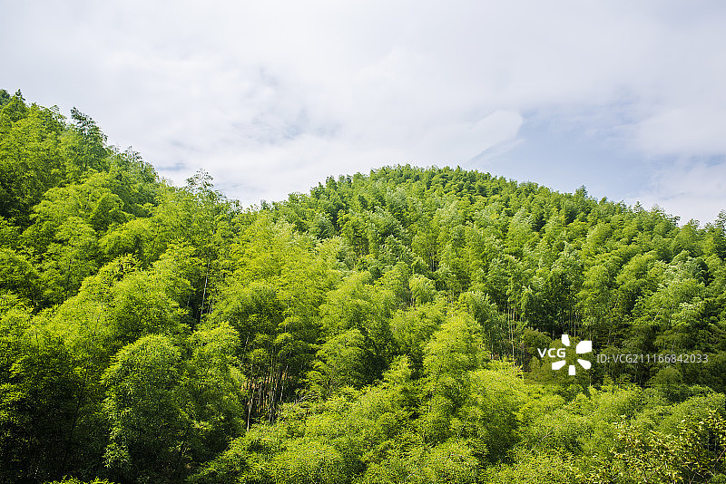 安徽木坑竹海图片素材