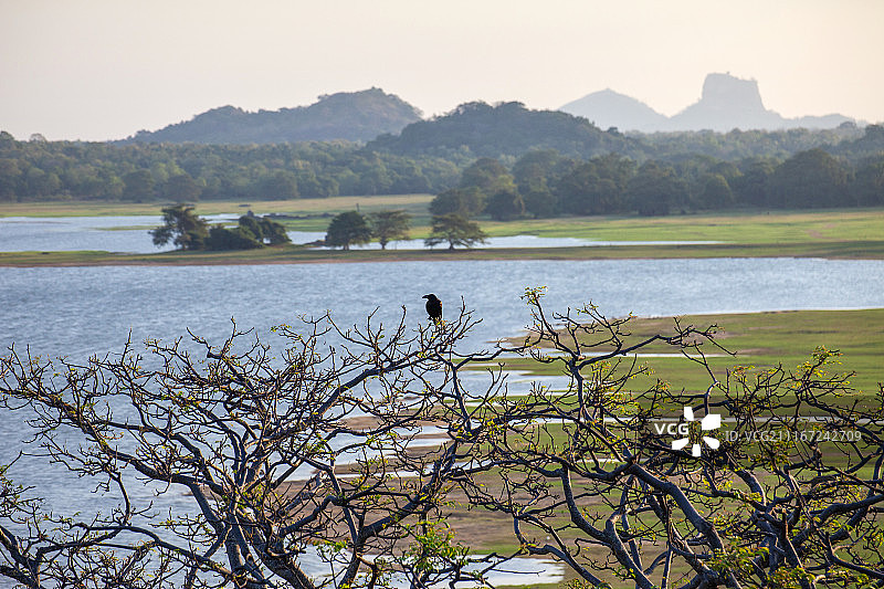 丹布拉 坎达拉马遗产酒店 远眺狮子岩图片素材