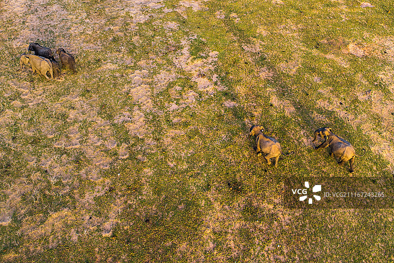 航拍 乌德瓦拉维国家公园内的象群图片素材