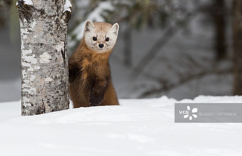 冬天坐在树旁的貂图片素材