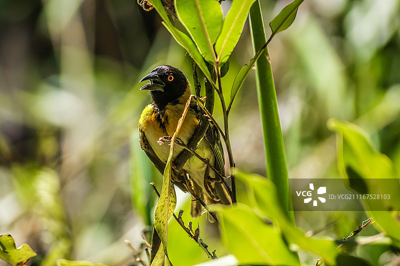 小 masked 织布鸟图片素材