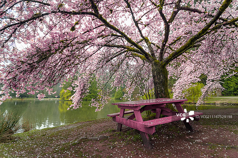 樱花盛景图片素材