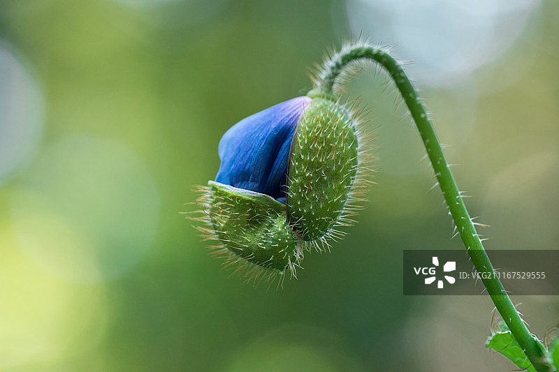 喜马拉雅蓝罂粟图片素材