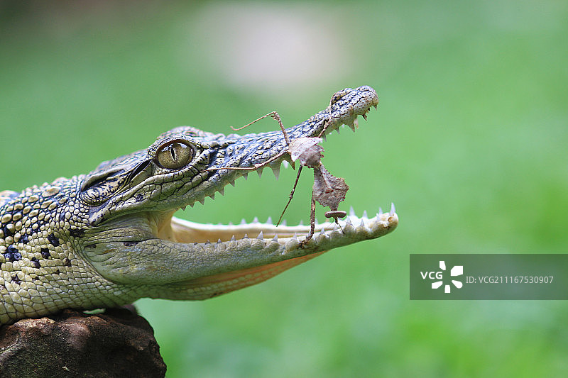 螳螂与鳄鱼图片素材