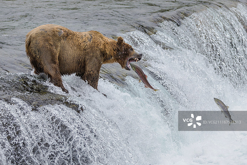 棕熊捕鱼图片素材
