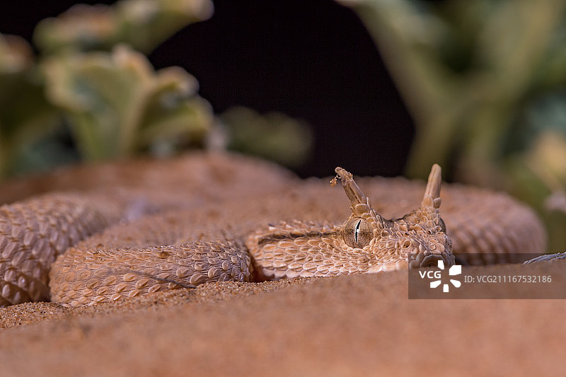 阿拉伯角蝰图片素材