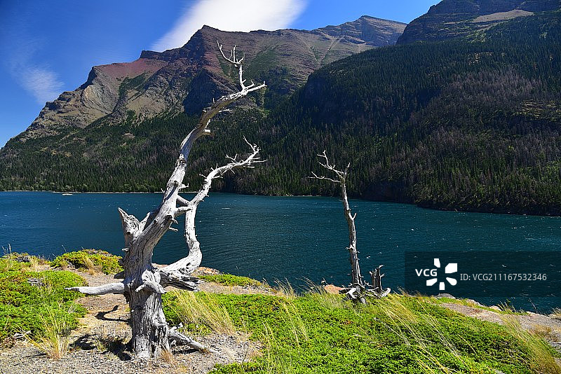 湖边枯树图片素材
