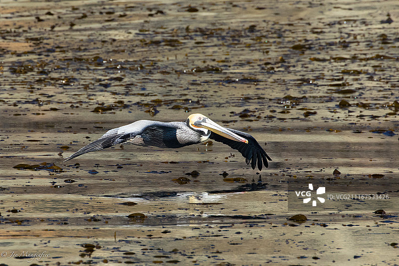鹈鹕低空飞过图片素材