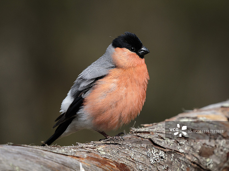 红腹灰雀图片素材