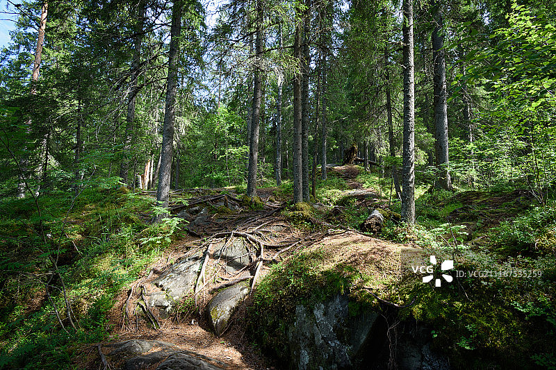 森林中的光线图片素材
