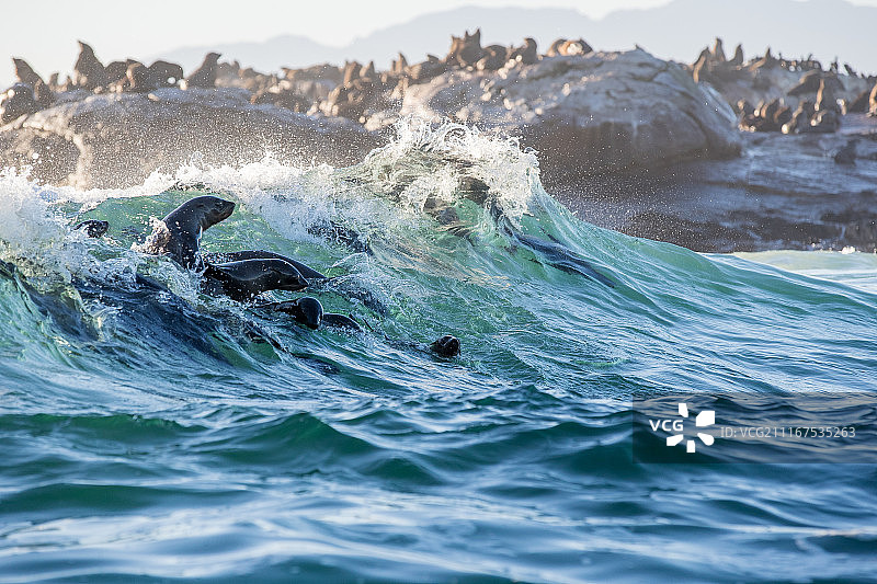 冲浪的毛皮海豹图片素材