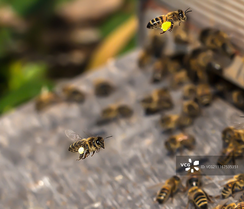 飞回家图片素材