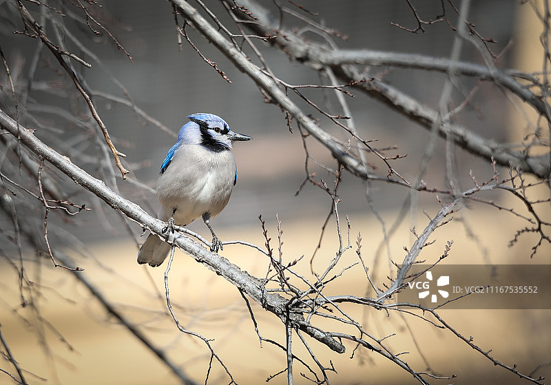 来自欧文的蓝樫鸟图片素材