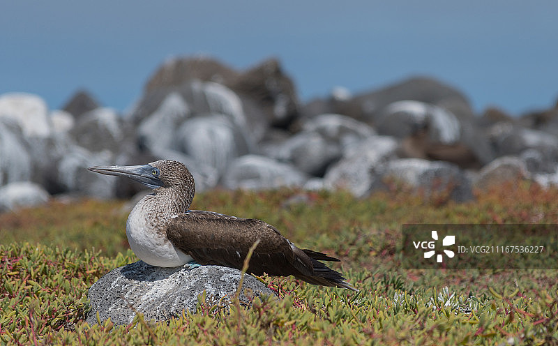 岩石上的蓝色鲣鸟图片素材